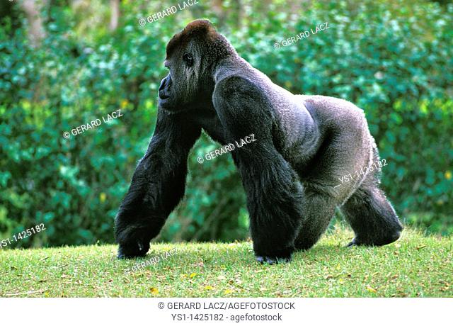 EASTERN LOWLAND GORILLA gorilla gorilla graueri, SILVER BACK MALE