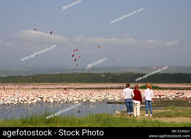 Visitors watching Lesser Flamingos (Phoeniconaias minor) Lake Nakuru, Kenya, Africa