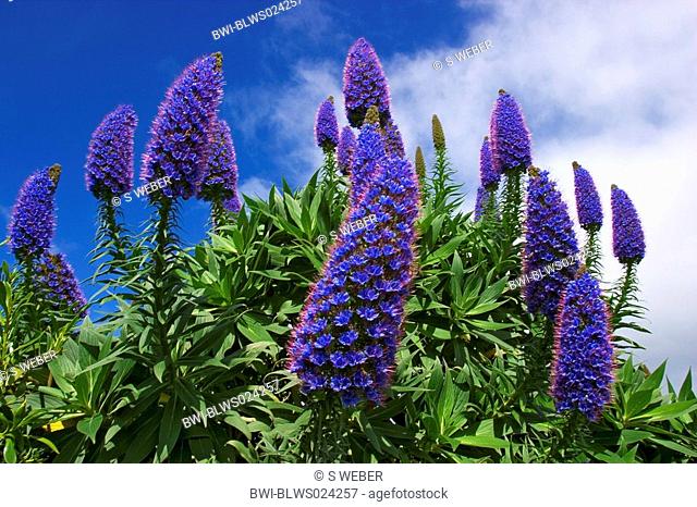 pride of Madeira, tower of jewels Echium candicans, Echium fastuosum, flowering plants, blooming, Australia, Victoria, Great Ocean Road, Sep 04