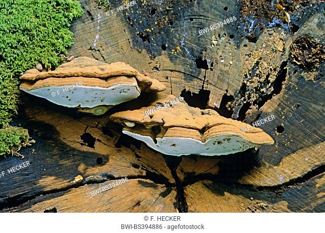 Artist's Bracket, Artist's Conk (Ganoderma lipsiense, Ganoderma applanatum), fruiting body on tree stub, Germany