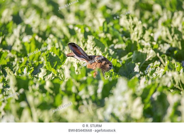 European hare, Brown hare (Lepus europaeus), in a sugar beet field, Germany, Bavaria