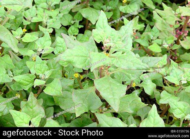 New Zealand spinach, New Zealand spinach, New Zealand spinach (Tetragonia tetragonioides)