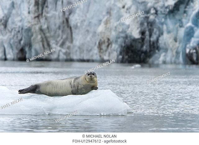 Bearded seal Erignathus barbatus hauled out and resting on the ice near Storpollen Glacier in the Svalbard Archipelago, Barents Sea, Norway