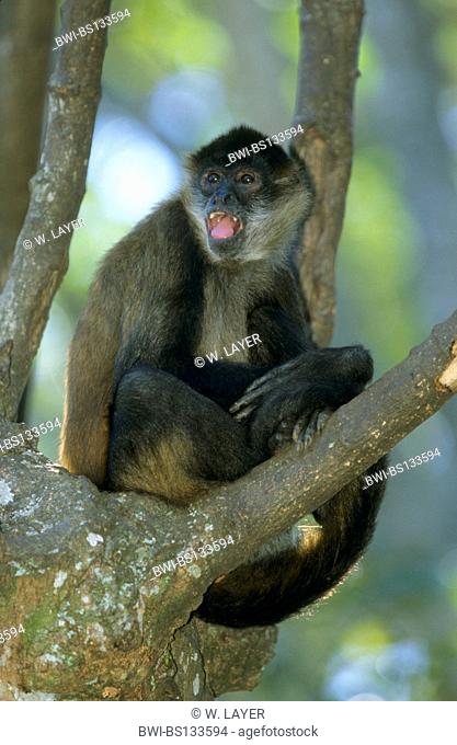 black-headed spider monkey (Ateles geoffroyi), sitting on tree