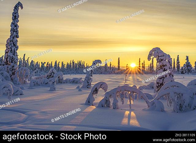 Winter landscape at sunset in direct light with colorful sky and clouds, plenty of snow on the trees, Swedish Lapland, Sweden