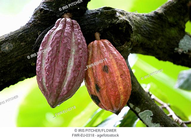 West Indies, Windward Islands, Grenada, Unripe purple and ripening orange cocoa pods growing from the branch of a cocoa tree