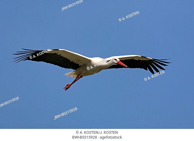 white stork (Ciconia ciconia), flying, Germany