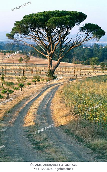 Dirt road passing an old pine tree, Carcassonne, Alzonne, France