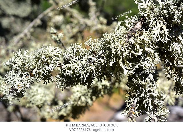 Evernia prunastri is a fruticulose lichen that grows on barks; is used in perfumery. This photo was taken in Arribes del Duero Natural Park, Zamora province