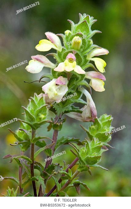 bellardia, Meditteranean lineseed (Bellardia trixago), blooming