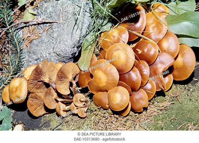 Sheathed woodtuft or Velvet Toughshank (Pholiota mutabilis), Cortinariaceae