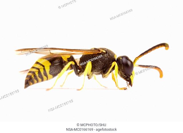 Wall Mason Wasp Ancistrocerus parietum