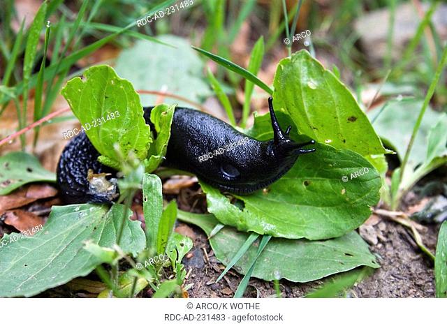 Black Arion, Cevennes national park, France, Arion ater, Greater Black Slug