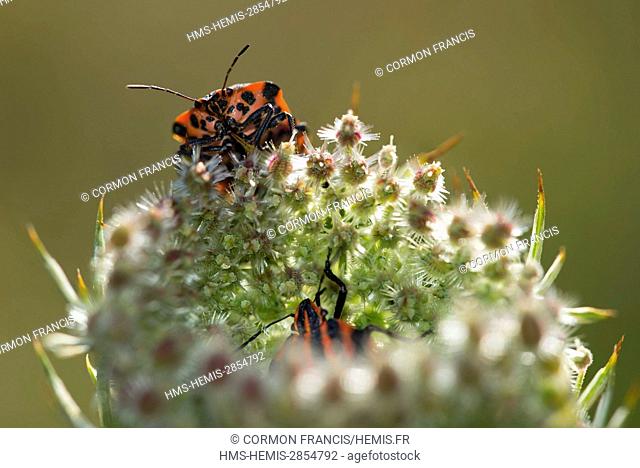France, Auvergne, shield bug (Graphosoma italicum)