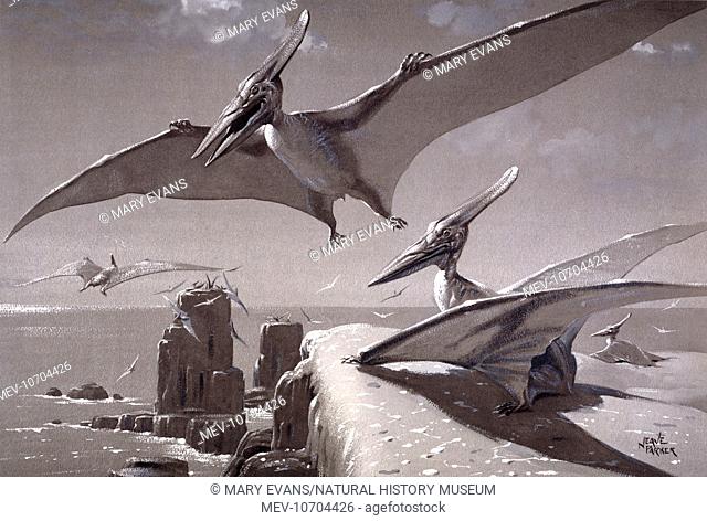 Pteranodon was a giant flying reptile - a pterosaur - a close relation of the dinosaur. They lived during the Cretaceous period aroun 85 to 75 million years ago
