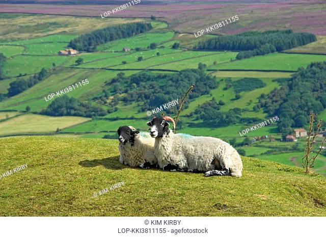 England, North Yorkshire, Spaunton Moor. Ewe and lamb on Spaunton Moor above the village of Rosedale