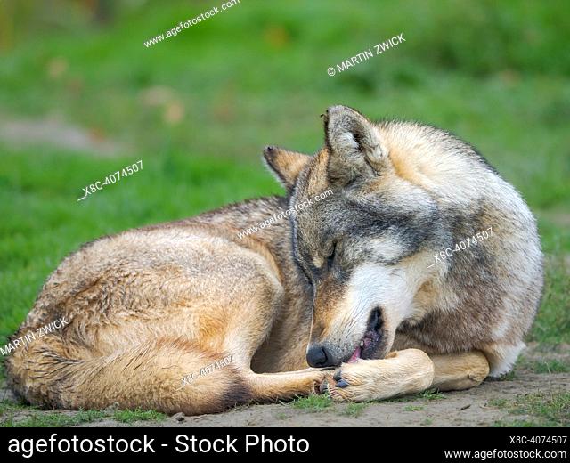 Gray wolf (Canis lupus) in the wildlife center (Hortobagy Vadaspark) of the National Park Hortobagy, listed as UNESCO world heritage site