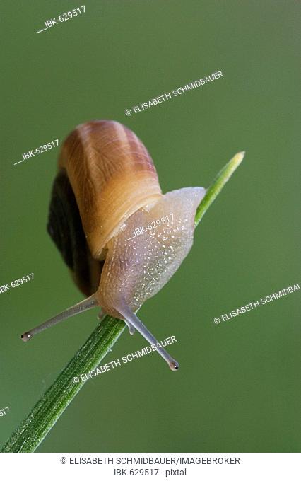 Copse Snail (Arianta arbustorum) sitting on a stalk, Donauauen, Bavaria, Germany, Europe