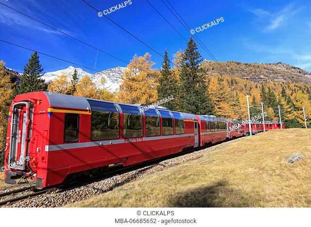 The red train of Bernina in autumn going towards Alp Grum, Val Poschiavo Switzerland Europe
