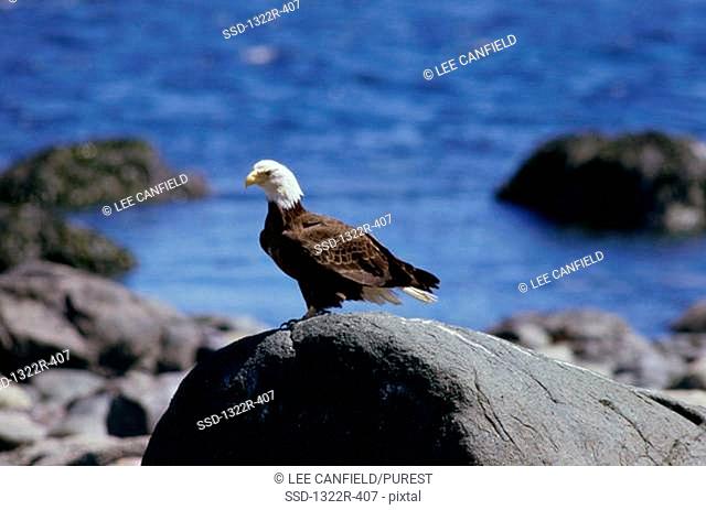 Bald Eagle on a rock