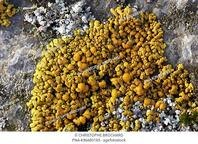 orange lichen Caloplaca thallincola - Bierum, Groningen, The Netherlands, Holland, Europe
