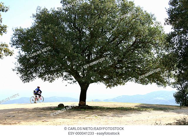 Tourist on bike by Cork Oak (Quercus suber), Los Alcornocales Natural Park. Cádiz province, Spain