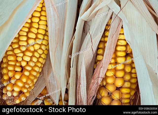 Two semi-purified cob of corn with grain, silk and dry leaves