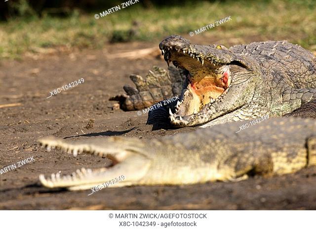Nile Crocodile Crocodylus Niloticus on the shore with mouth wide open, teeth and throat well visible, Crocodile Market, Lake Chamo  The Crocodile Market