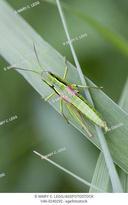 Small Gold Grasshopper, Euthystira brachyptera a short-horned medium-sized grasshopper 15-26mm length. Grass green with gold highlights on underlegs