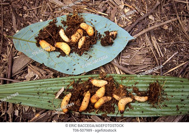 A traditional meal of the Koroway people, sago larvae, Western Papuasia, Former Irian-Jaya, Indonesia