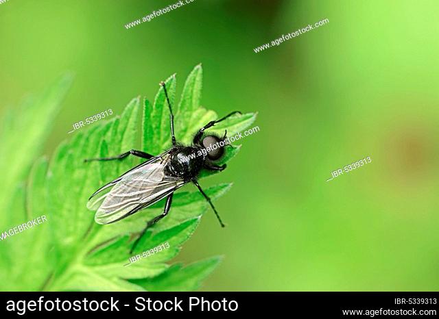 St Mark's Fly (Bibio marci), male, North Rhine-Westphalia, Germany, Europe