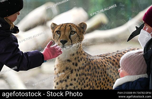 08 March 2021, Hessen, Kronberg: Visitors stand in front of the cheetah enclosure after the reopening of the Opel Zoo. The extensive measures to protect against...