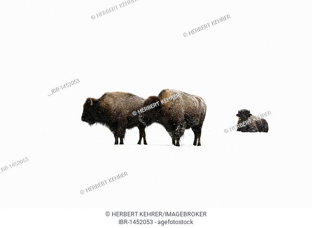 American bisons (Bison bison) in winter
