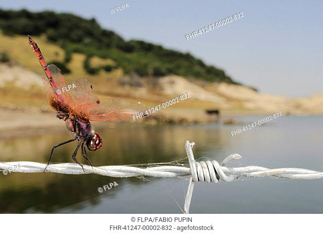 Violet Dropwing Trithemis annulata adult, on barbed wire beside reservoir, species spreading northwards due to global warming, Sardinia, Italy