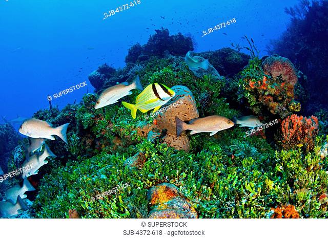 Reef Life, with Porkfish and Mahogany Snappers