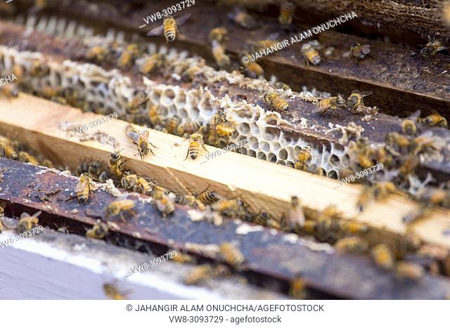 Honey bees flying in and out of commercial beekeeping beehives, collecting from the Mustard Flower honey production