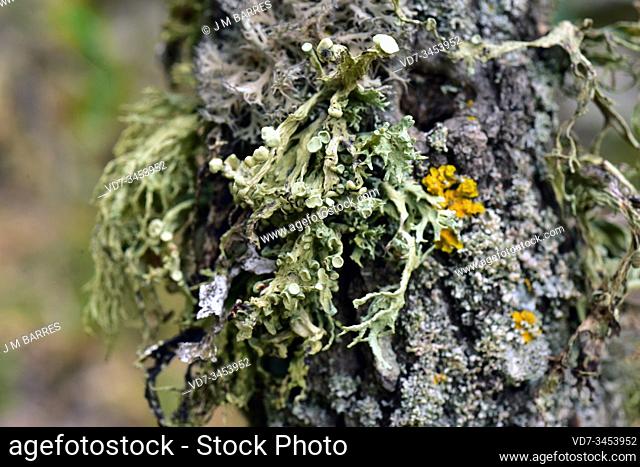 Ramalina fraxinea is a fruticose lichen that grows on bark tree. This photo was taken in Prades Mountains, Tarragona province, Catalonia, Spain