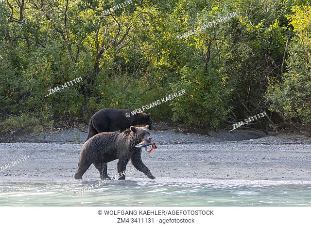 A Brown bear (Ursus arctos) is walking with a salmon on a beach along the shore of Lake Crescent in Lake Clark National Park and Preserve, Alaska, USA