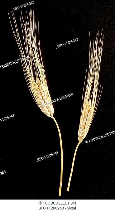 Two Wheat Stalks on White Background
