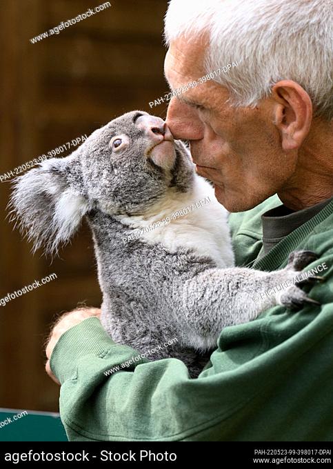 23 May 2022, Saxony, Dresden: Olaf Lohnitz, animal keeper at Dresden Zoo, holds the female koala ""Sydney"" in his arms during a media appointment