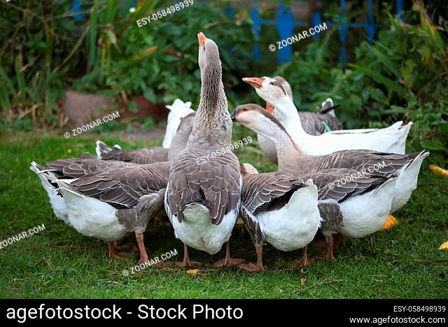 A group of domestic geese is drinking water in the yard. Country bird