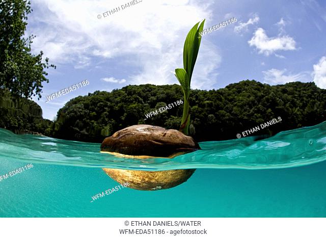 Germinating Coconut floats in shallow Water, Cocos nucifera, Micronesia, Palau