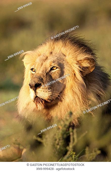 African lion Panthera leo - Male, Kgalagadi Transfrontier Park, Kalahari desert, South Africa