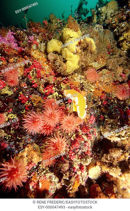 Crimson anemones (Cribrinopsis fernaldi), lemon-peel nudibranch and gersemia soft corals. Papua New Guinea