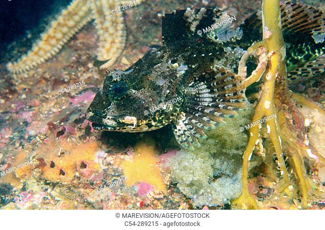 Long Spinned Sea Scorpion (Taurulus bubalis) with eggs