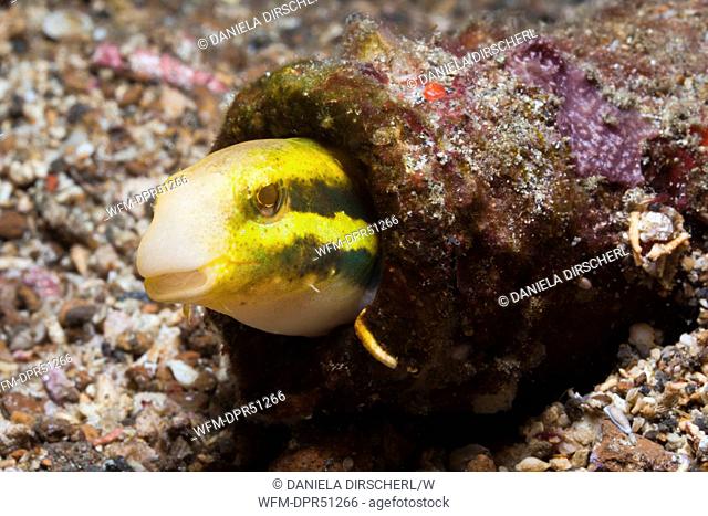Striped Blenny Mimic hides in Bottle, Petroscirtes breviceps, Lembeh Strait, Sulawesi, Indonesia