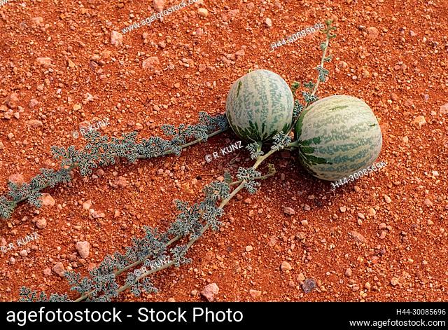 Namib Tsamma, Citrullus ecirrhosus, Cucurbitaceae, fruits, plant, desert, Namibia