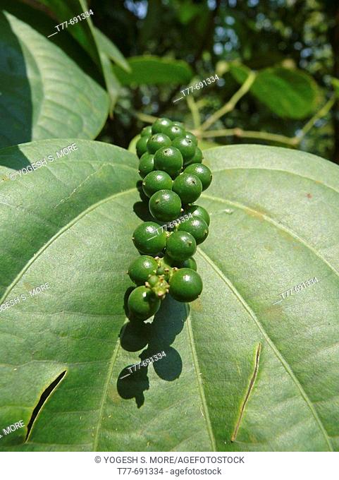 Canblack Pepper, Nigrum black pepper, Piper nigrum, Black Pepper Plant, Ratnagiri, Maharashtra, India