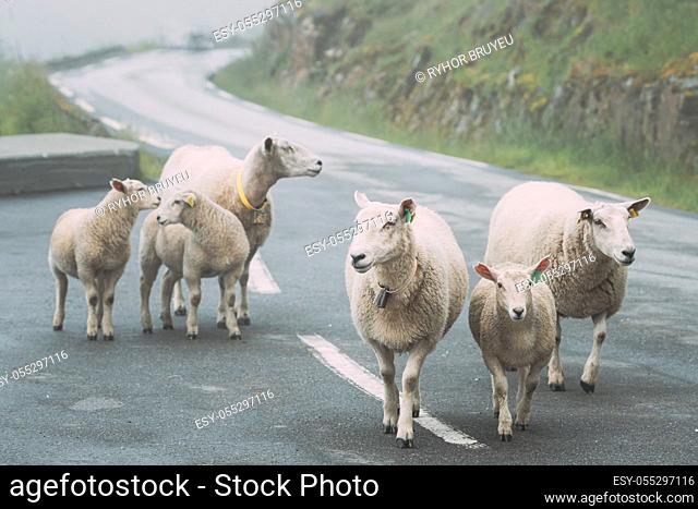 Norway. Escaped Domestic Sheep And Lamb Walking In Hilly Norwegian Road. Misty Spring Day. Sheep Farming