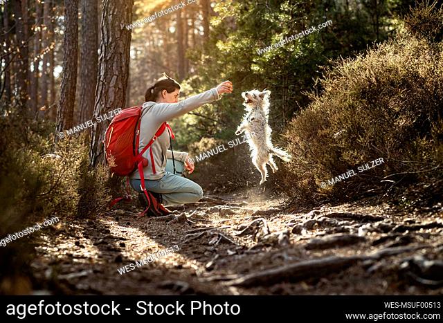 Female hiker playing with dog while crouching on Palatinate forest at Palatinate, Germany